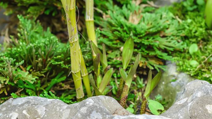 植物生长卷柏石斛生长延时视频素材