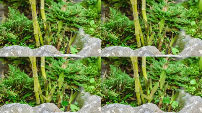石斛生长延时视频素材