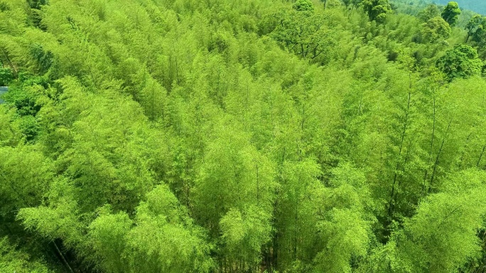 风吹竹林