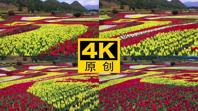 4K 田园花海花卉种植旅游观光14