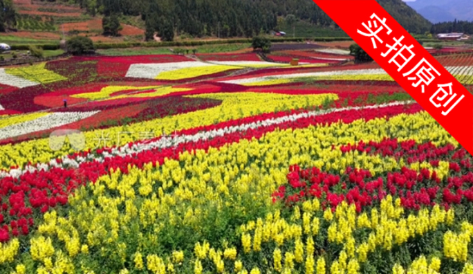 4K 田园花海花卉种植旅游观光14