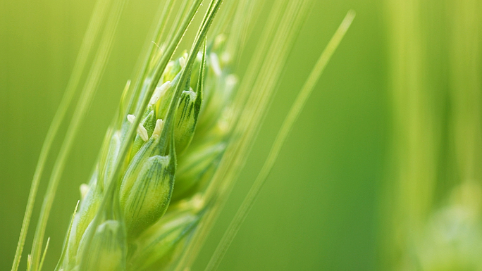 小麦 麦穗生长
