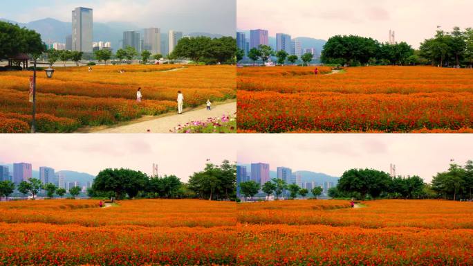 航拍福州初夏花海公园硫华菊波斯菊盛开