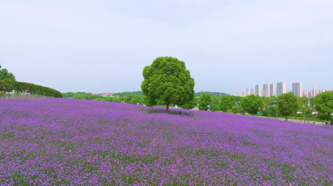 武汉花博汇春季马鞭草花海航拍风光