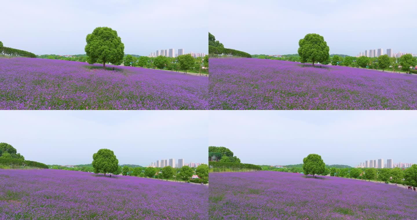 武汉花博汇春季马鞭草花海航拍风光