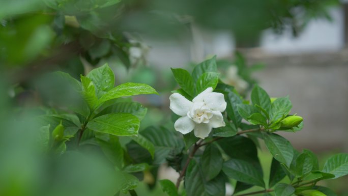 栀子花