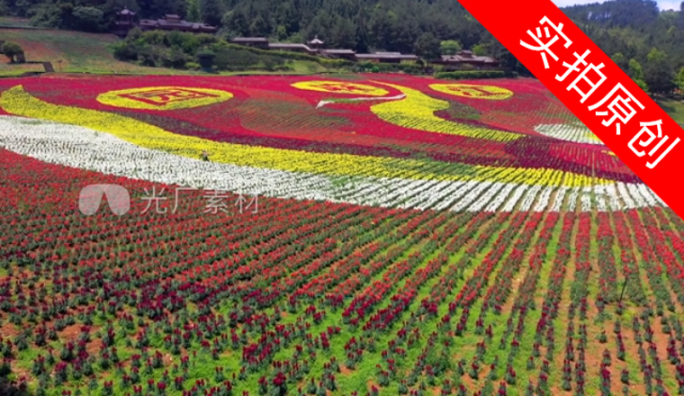 4K 田园花海花卉种植旅游观光3