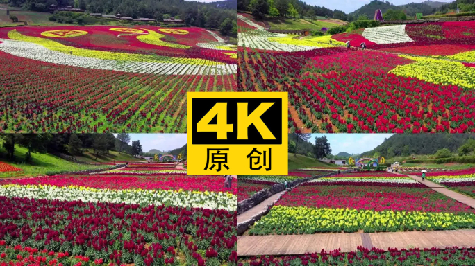 4K 田园花海花卉种植旅游观光3