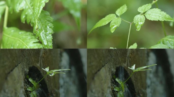 下雨雨滴露水