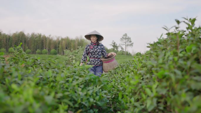 农家采茶女 采茶