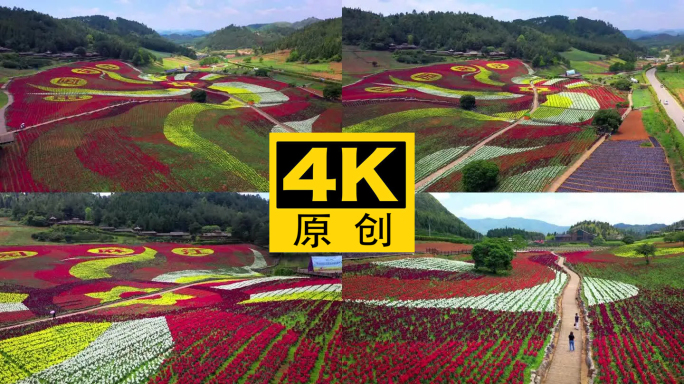 4K 田园花海花卉种植旅游观光4