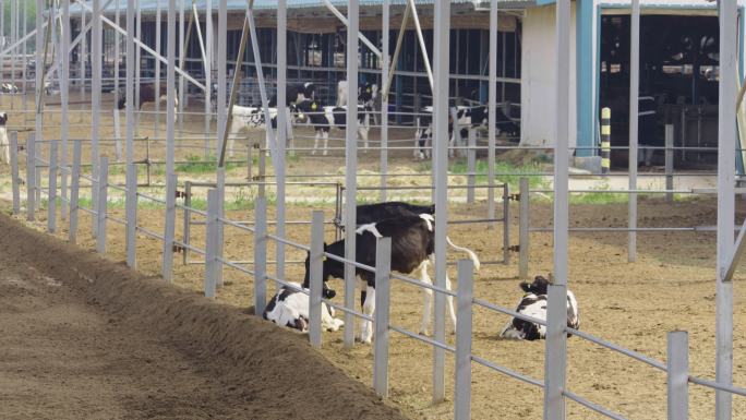 奶牛 养殖场 农村 牛奶 加工厂 4k