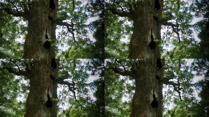 树 慢镜头