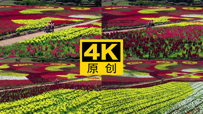 4K 田园花海花卉种植旅游观光18