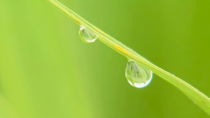 清晨中的绿草露水绿色生态草地