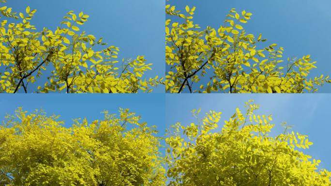 金枝国槐植物黄色树叶蓝天实拍