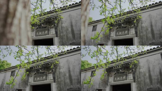 绿树老墙光影 江南古建筑