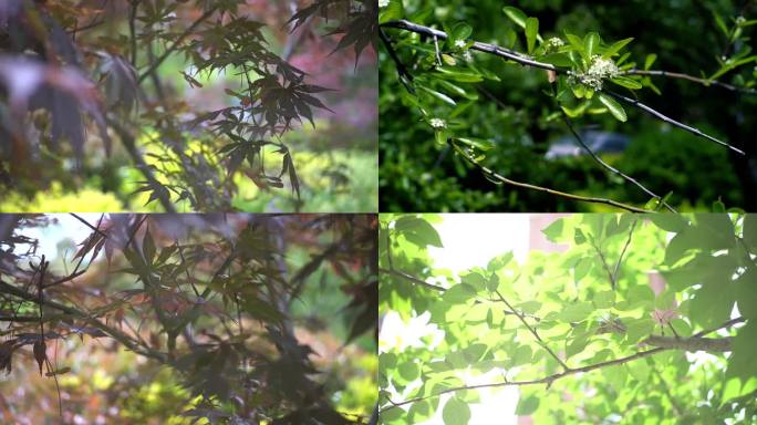 小清新风铃随风摆动 立夏 谷雨 绿植空镜