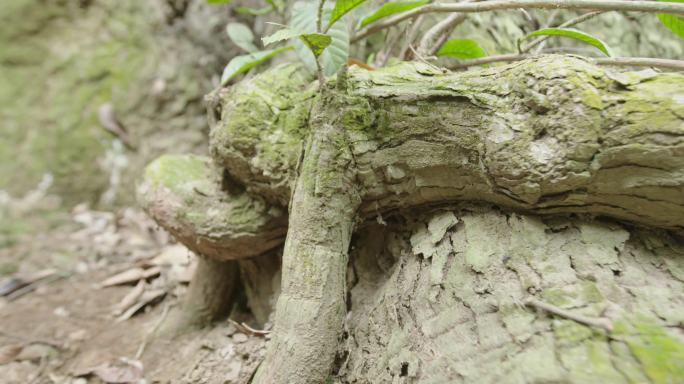 4k鼎湖山森林植被根部