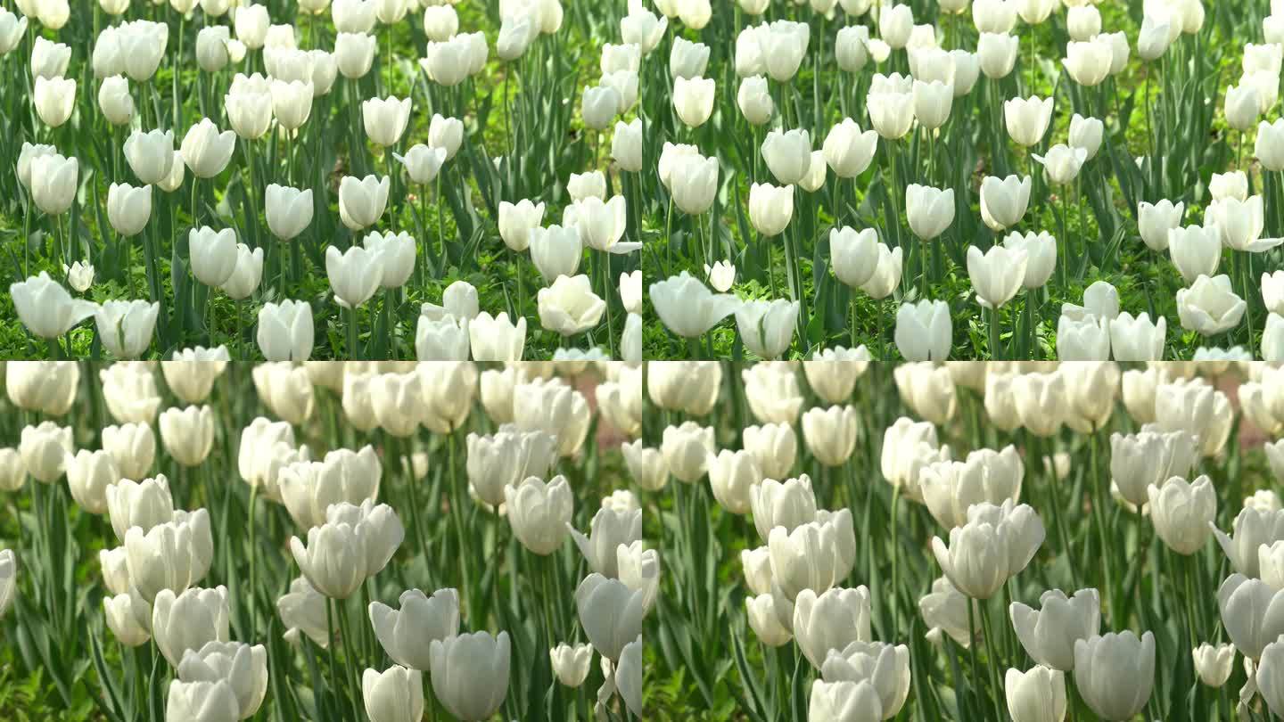 白色花瓣郁金香雍容华贵十分漂亮美景4K