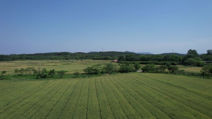 美丽乡村麦田航拍