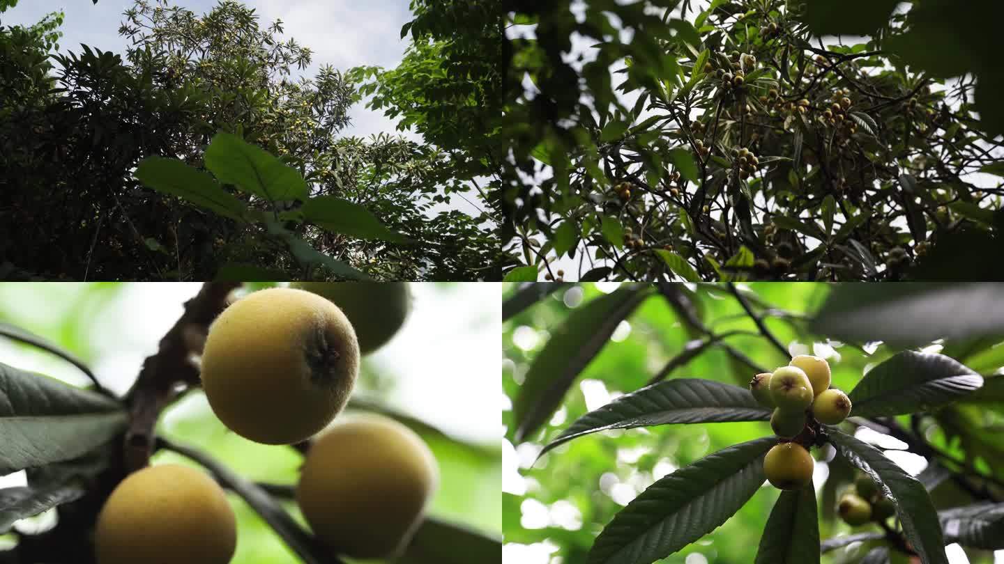 枇杷水果枇杷树南方水果农即将成熟的枇杷