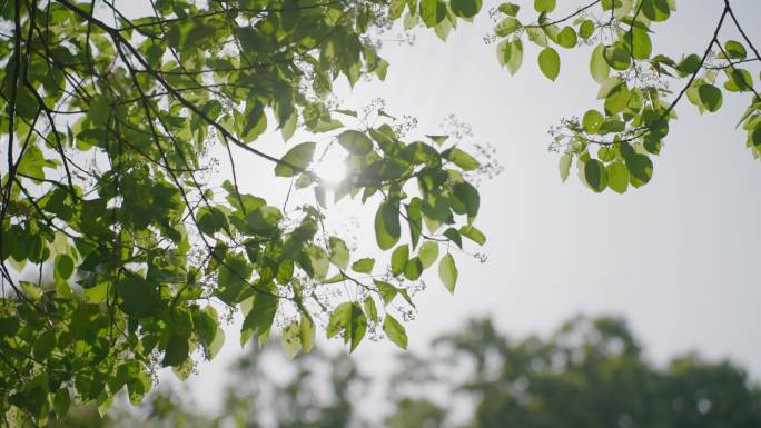 阳光树叶空镜头 绿树光影