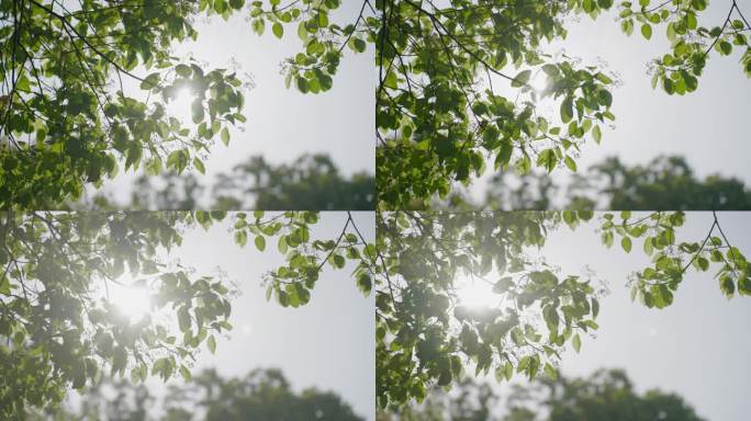 阳光树叶空镜头 绿树光影