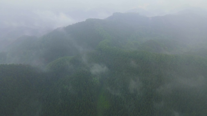 水汽山雾降水量湿润雨季茶叶山谷山中水雾