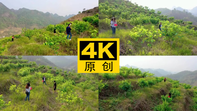 4K 大山里的桑葚种植基地