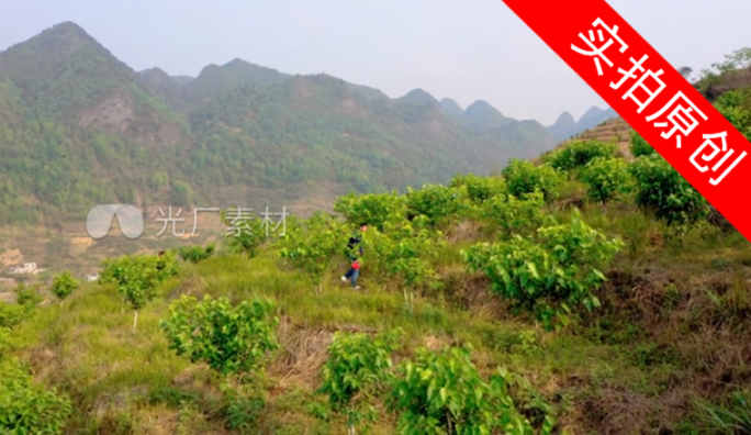 4K 大山里的桑葚种植基地