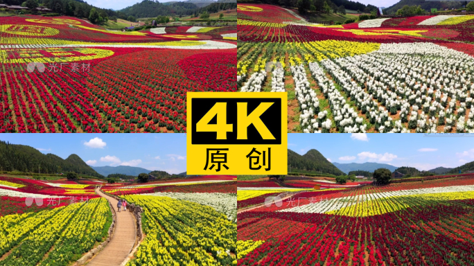 4K 田园花海花卉种植旅游观光16