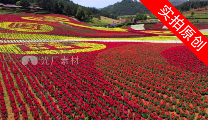 4K 田园花海花卉种植旅游观光16