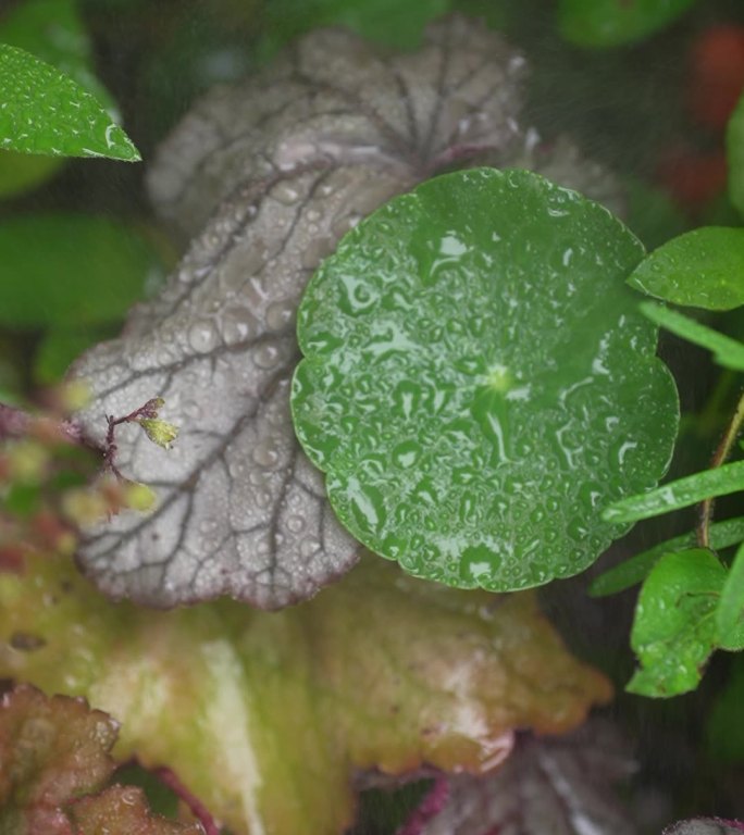 雨中的铜钱草