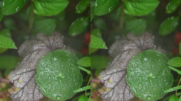 雨中的铜钱草