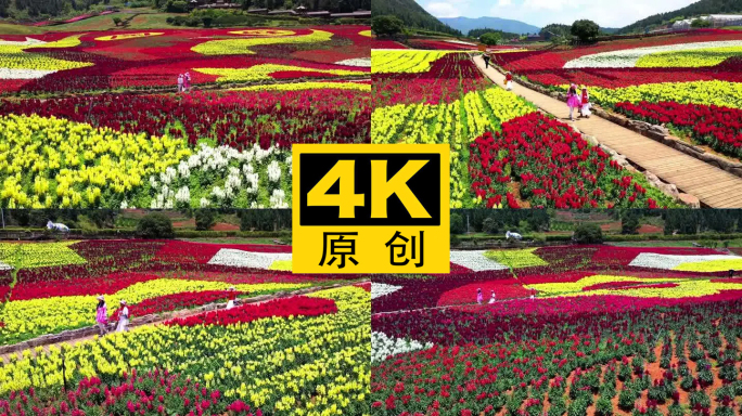 4K 田园花海花卉种植旅游观光13
