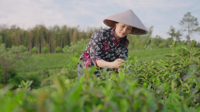 农家采茶女 采茶