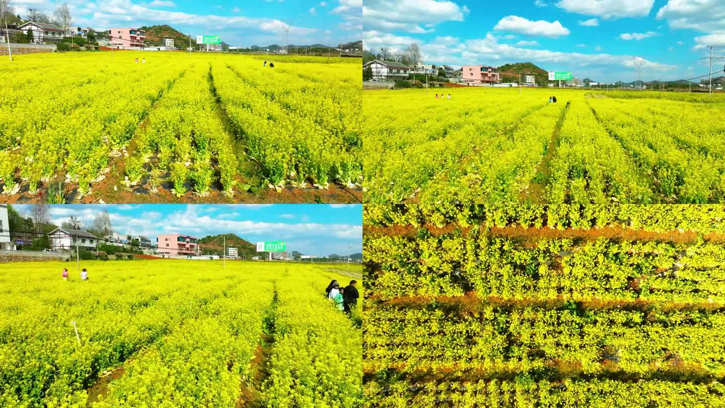 小海油菜花金色花海蓝天白云