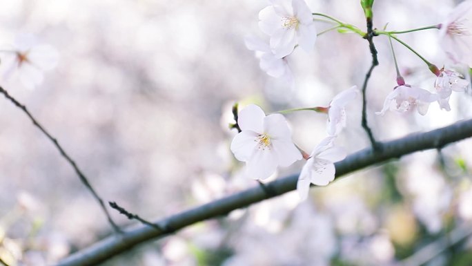 春天 樱花 樱花树 特写 花枝