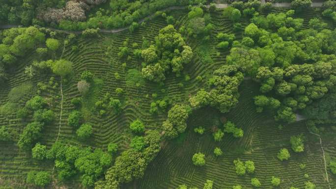 茶山