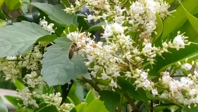 蜜蜂采花飞舞素材