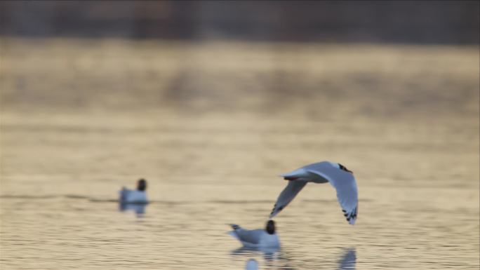 夕阳飞鸟，湖面水面起飞的鸟
