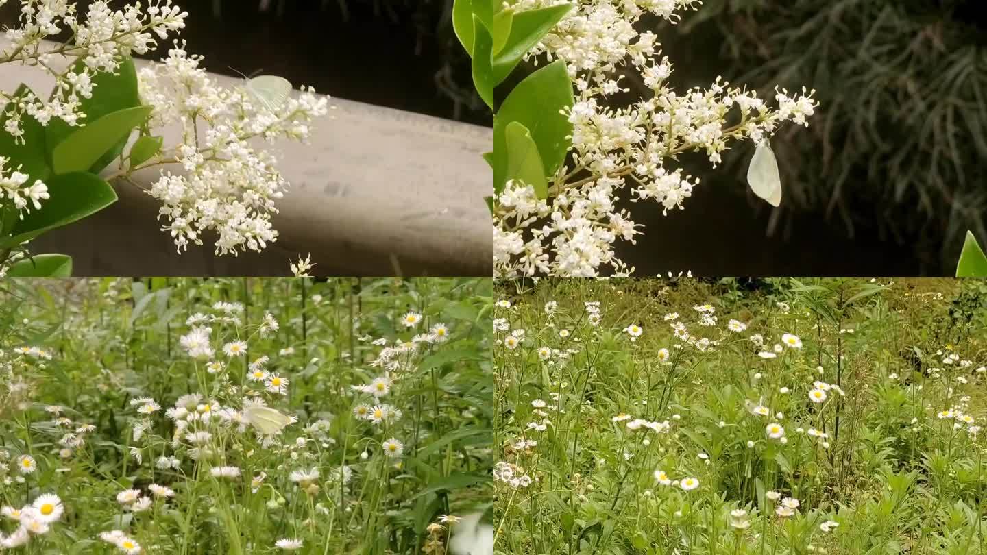 蝴蝶飞舞多片段素材