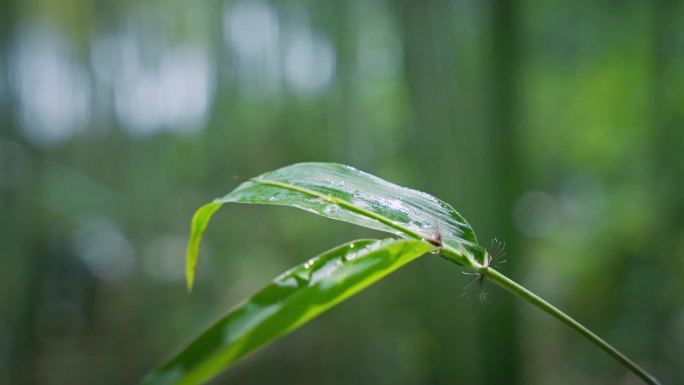 4K水滴在竹叶上 雨中的竹子 雨中的竹叶