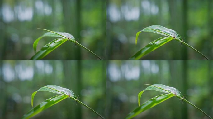 4K水滴在竹叶上 雨中的竹子 雨中的竹叶