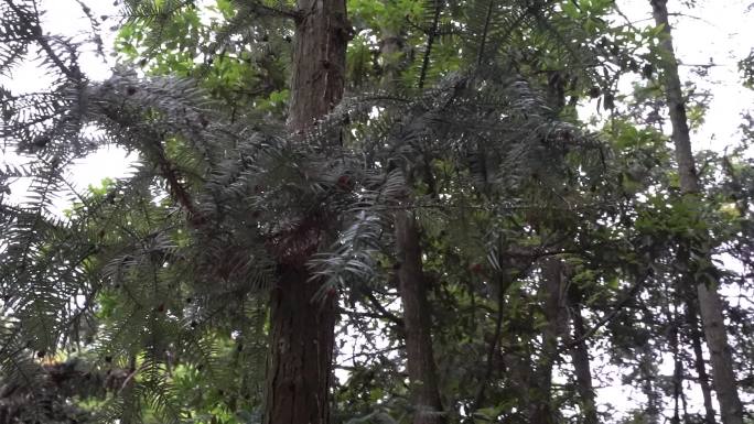 台州温岭梅溪瀑布视频素材C0055