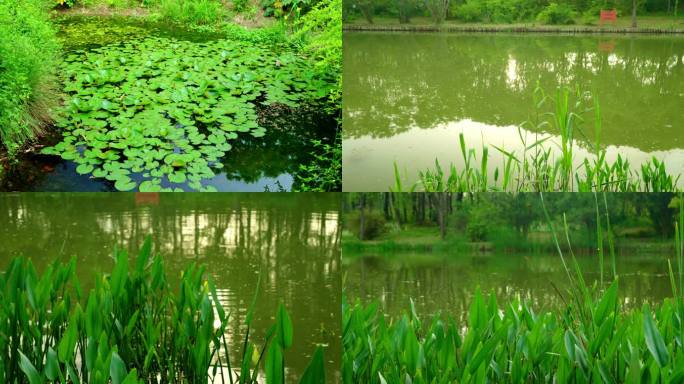 上海新江湾生态绿地
