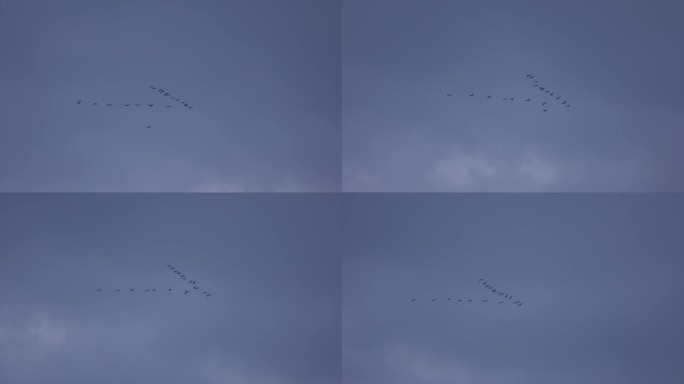 M1 大雁 燕子 在空中排成人字