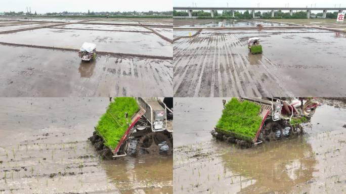 机械插秧农田水稻