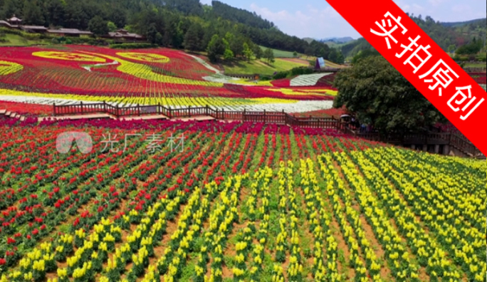 4K 田园花海花卉种植旅游观光5